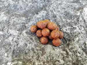 Bouillettes 10mm